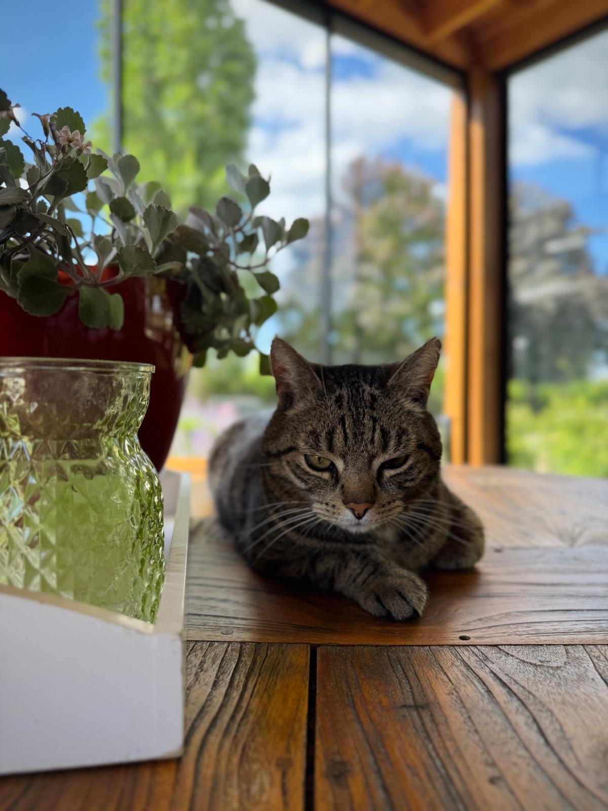 De kat van het huis op de tafel